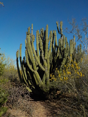 Stenocereus thurberi