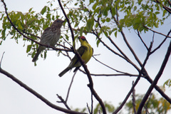 Sphecotheres vieilloti