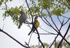 Sphecotheres vieilloti