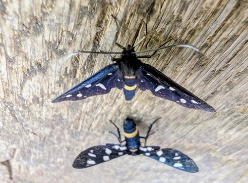 Nine-spotted Moth