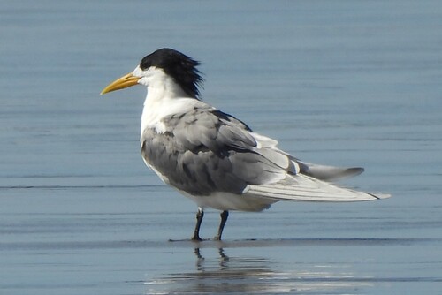 iNaturalist image