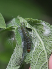 Cacoecimorpha pronubana