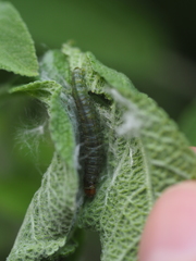 Cacoecimorpha pronubana