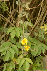 Bidens rubifolia