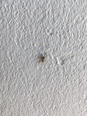 Menemerus bivittatus