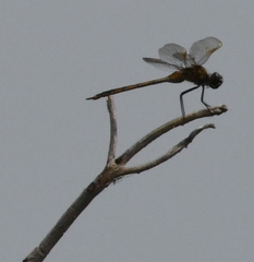 Brachymesia