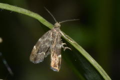 Anthophila fabriciana
