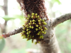 Plenogemma phyllantha