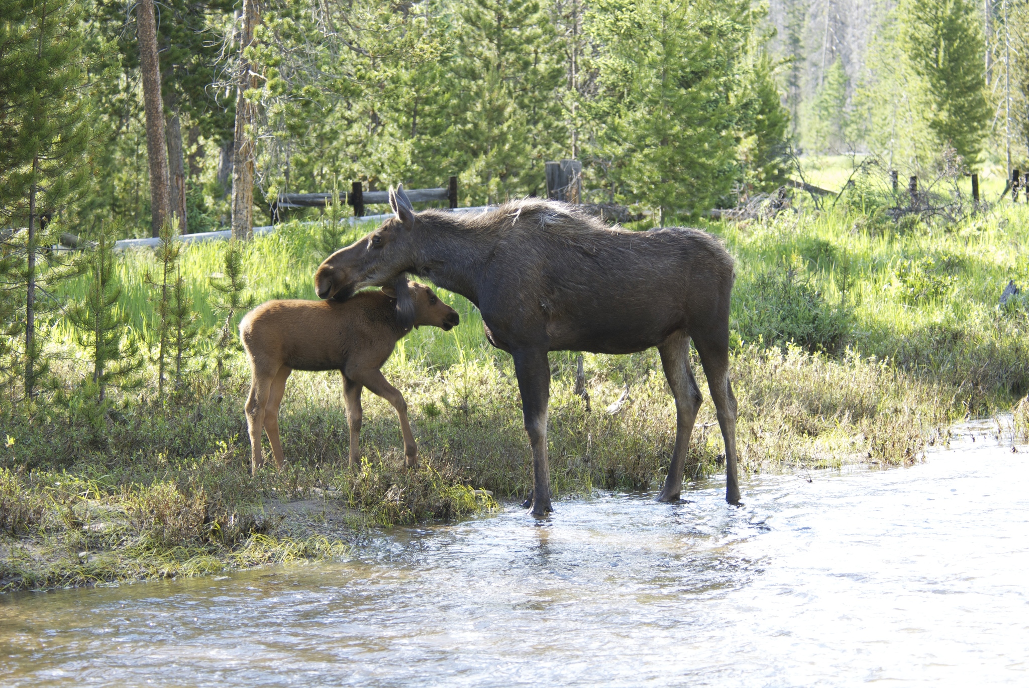 Moose (Alces americanus) · iNaturalist, image size:2048x1371