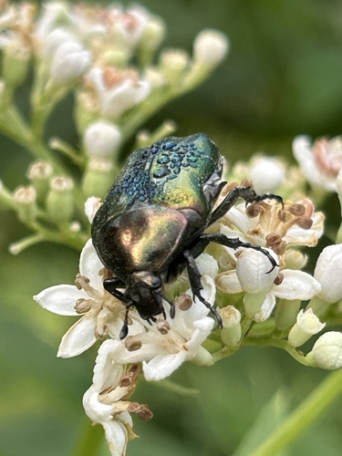 European Rose Chafer