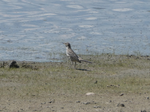 Sage Thrasher