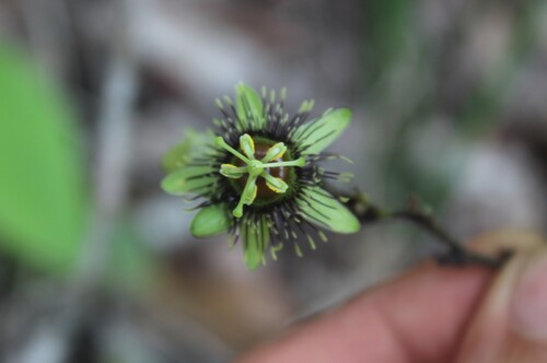 Passiflora xiikzodz, photograph 6