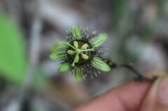 Passiflora xiikzodz, photograph (c) Ricard Busquets Reverte, some rights reserved (CC BY)