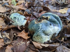 Rossbeevera pachydermis