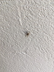 Menemerus bivittatus