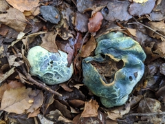 Rossbeevera pachydermis