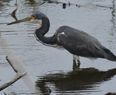 Egretta tricolor image