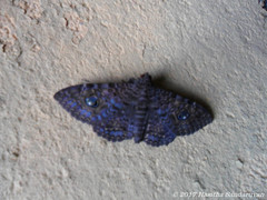 Speiredonia