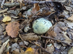 Rossbeevera pachydermis