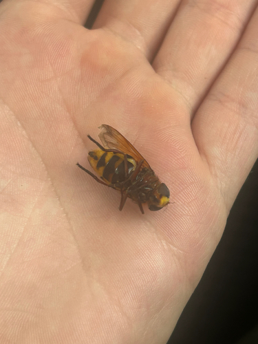 Hornet Mimic Hover Fly