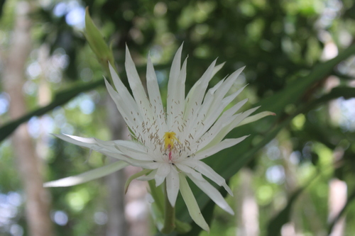 Epiphyllum hookeri, photograph 1