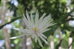 Epiphyllum hookeri, photograph (c) Ricard Busquets Reverte, some rights reserved (CC BY)