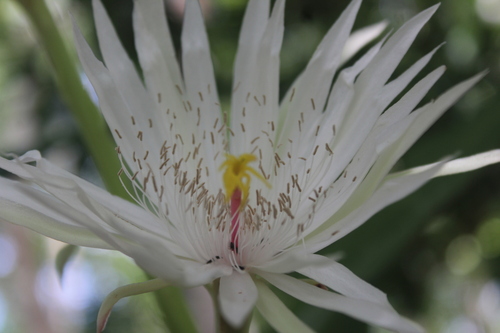 Epiphyllum hookeri, photograph 2