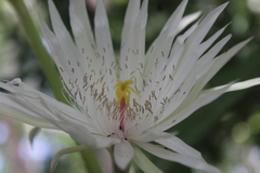 Epiphyllum hookeri, photograph (c) Ricard Busquets Reverte, some rights reserved (CC BY)