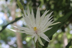 Epiphyllum hookeri