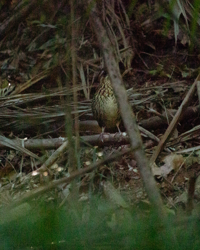 Rufous-tailed Antthrush (Chamaeza ruficauda), photo 5