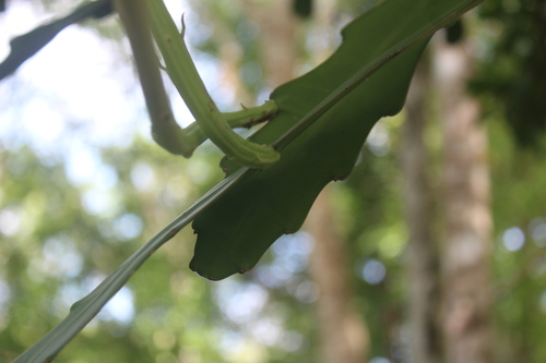 Epiphyllum hookeri, photograph 3