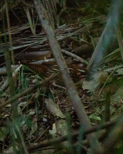 Rufous-tailed Antthrush (Chamaeza ruficauda), photo 2