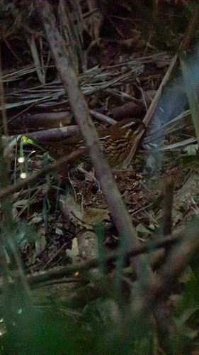 Rufous-tailed Antthrush (Chamaeza ruficauda), photo 7