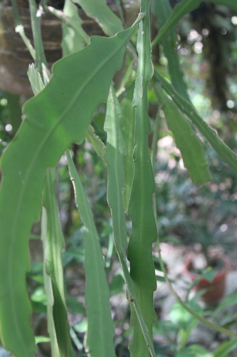 Epiphyllum hookeri, photograph 4