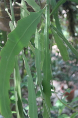 Epiphyllum hookeri, photograph (c) Ricard Busquets Reverte, some rights reserved (CC BY)
