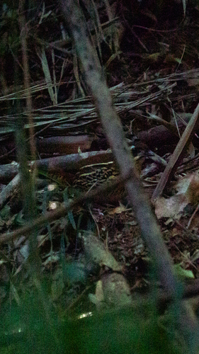 Rufous-tailed Antthrush (Chamaeza ruficauda), photo 8