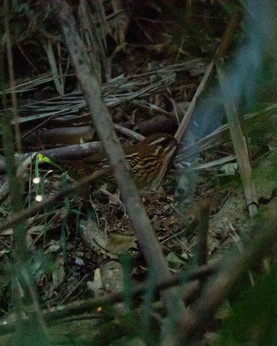 Rufous-tailed Antthrush (Chamaeza ruficauda)