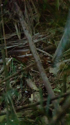 Rufous-tailed Antthrush (Chamaeza ruficauda), photo 9