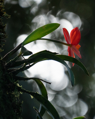 Cattleya coccinea, photograph author not stated, no rights reserved