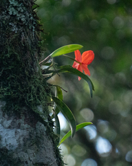 Cattleya coccinea, photograph author not stated, no rights reserved
