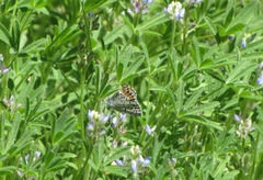 Icaricia lupini texanus