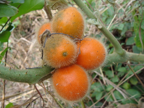 Solanum candidum, photograph 6