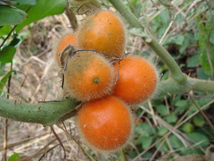 Solanum candidum, photograph (c) Alexis López Hernández, some rights reserved (CC BY)