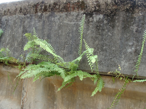 Scaly swordfern (Nephrolepis hirsutula)
