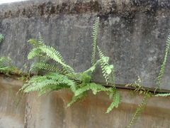 Nephrolepis hirsutula, photograph (c) Alexis López Hernández, some rights reserved (CC BY)