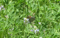 Icaricia lupini texanus