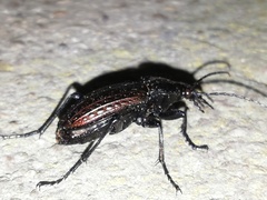 Carabus ulrichii