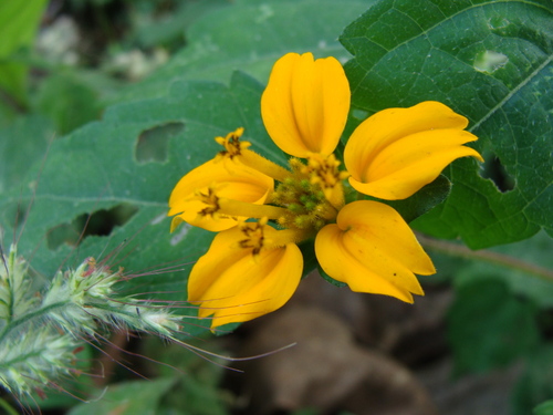 Sclerocarpus divaricatus, photograph 5