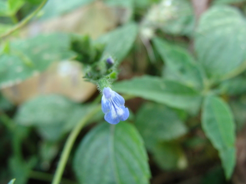 Salvia misella, photograph 2