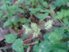 Oplismenus burmanni
